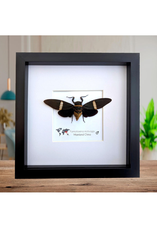 Framed formotosena motivaga cicada: ethically sourced entomology wall art