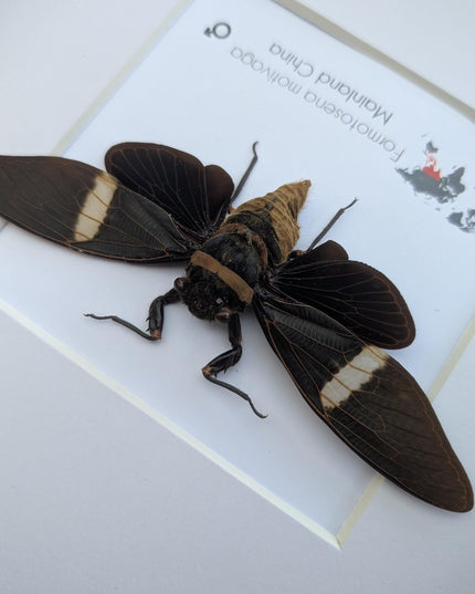 Framed formotosena motivaga cicada: ethically sourced entomology wall art
