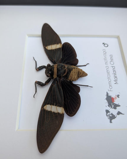 Framed formotosena motivaga cicada: ethically sourced entomology wall art