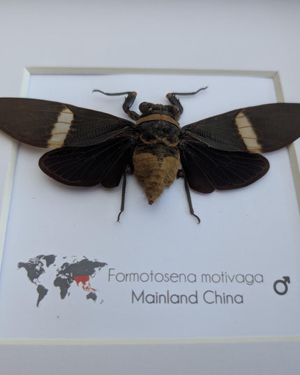 Framed formotosena motivaga cicada: ethically sourced entomology wall art