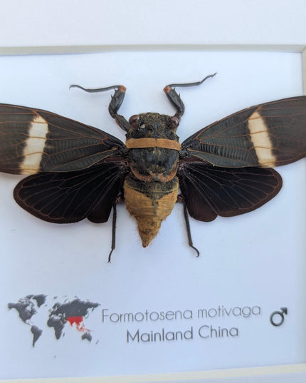 Framed formotosena motivaga cicada: ethically sourced entomology wall art