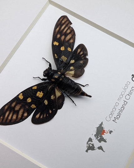 Framed gaeana maculata cicada: ethically sourced entomology wall art