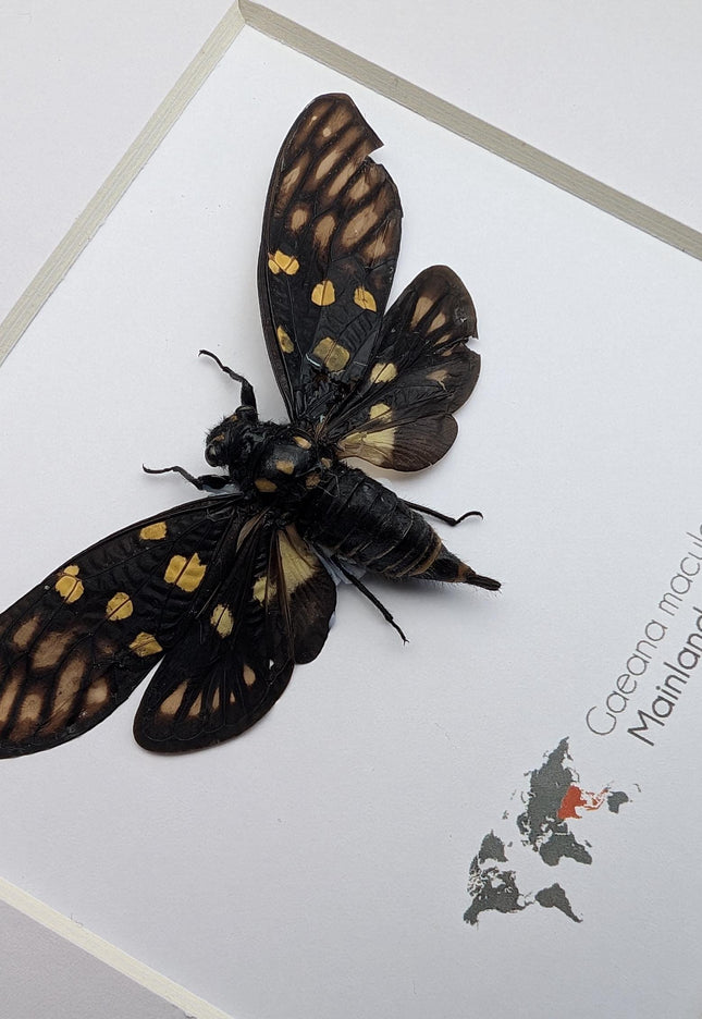 Framed gaeana maculata cicada: ethically sourced entomology wall art