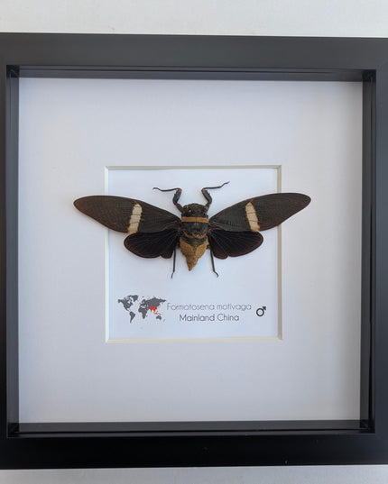 Framed formotosena motivaga cicada: ethically sourced entomology wall art
