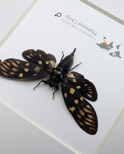 Framed gaeana maculata cicada: ethically sourced entomology wall art