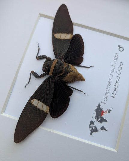 Framed formotosena motivaga cicada: ethically sourced entomology wall art