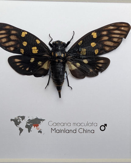 Framed gaeana maculata cicada: ethically sourced entomology wall art
