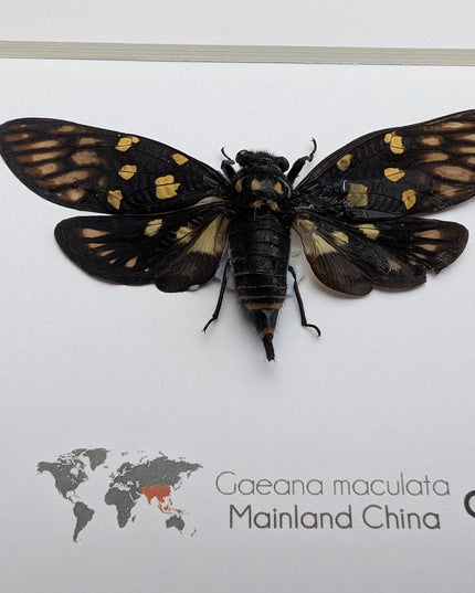 Framed gaeana maculata cicada: ethically sourced entomology wall art