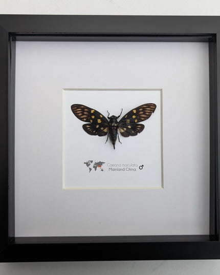Framed gaeana maculata cicada: ethically sourced entomology wall art