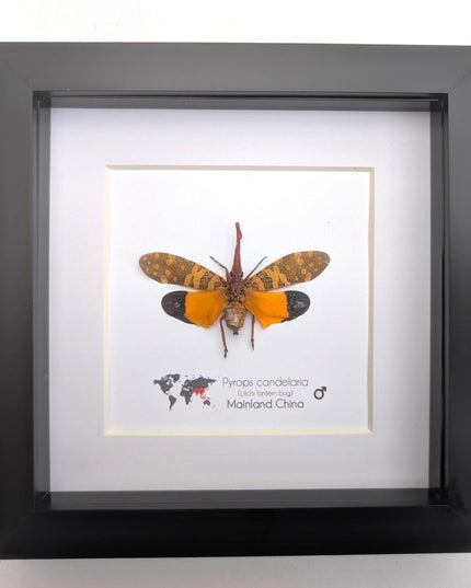 Framed lantern fly specimen: pyrops candelaria - 6"x6"