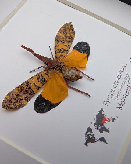 Framed lantern fly specimen: pyrops candelaria - 6"x6"