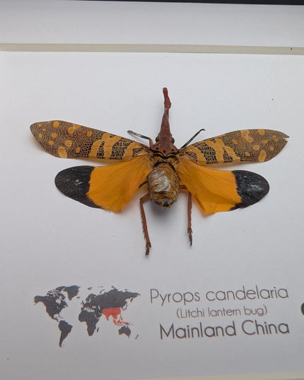 Framed lantern fly specimen: pyrops candelaria - 6"x6"