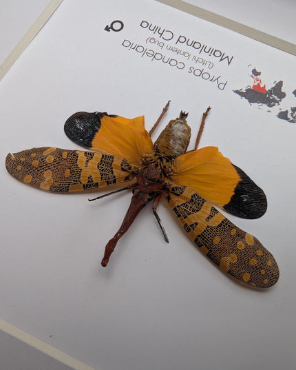 Framed lantern fly specimen: pyrops candelaria - 6"x6"