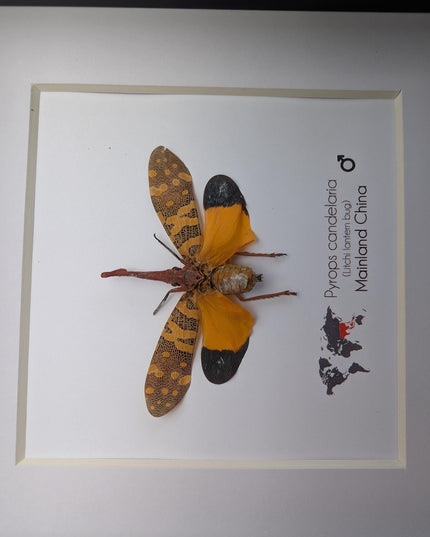 Framed lantern fly specimen: pyrops candelaria - 6"x6"