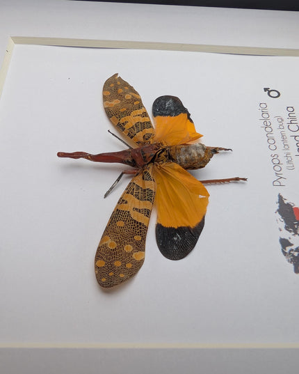 Framed lantern fly specimen: pyrops candelaria - 6"x6"