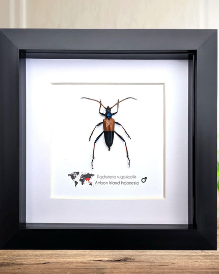 Framed Pachyteria Rugosicollis Longhorn Beetle, Entomology Wall Decor (6x6)