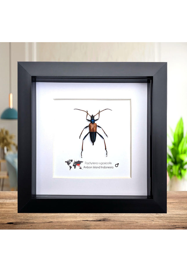 Framed Pachyteria Rugosicollis Longhorn Beetle, Entomology Wall Decor (6x6)