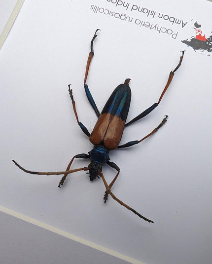 Framed Pachyteria Rugosicollis Longhorn Beetle, Entomology Wall Decor (6x6)