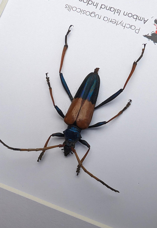 Framed Pachyteria Rugosicollis Longhorn Beetle, Entomology Wall Decor (6x6)