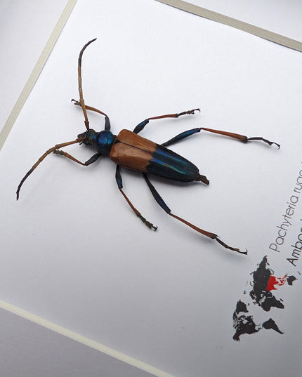 Framed Pachyteria Rugosicollis Longhorn Beetle, Entomology Wall Decor (6x6)