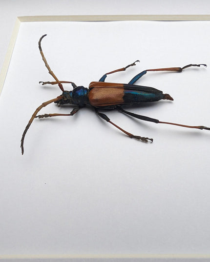 Framed Pachyteria Rugosicollis Longhorn Beetle, Entomology Wall Decor (6x6)