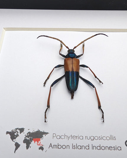 Framed Pachyteria Rugosicollis Longhorn Beetle, Entomology Wall Decor (6x6)