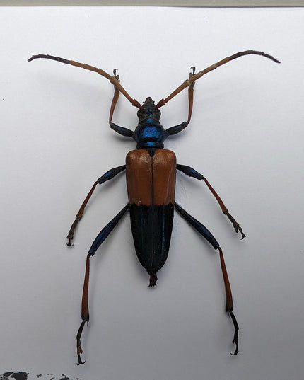 Framed Pachyteria Rugosicollis Longhorn Beetle, Entomology Wall Decor (6x6)
