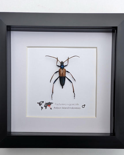Framed Pachyteria Rugosicollis Longhorn Beetle, Entomology Wall Decor (6x6)