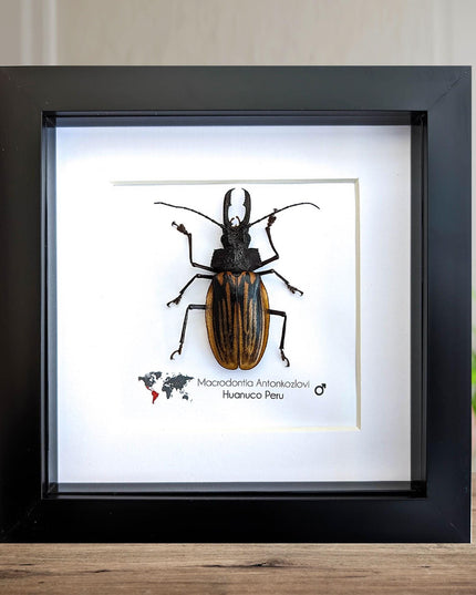 Framed macrodontia antonkozlovi beetle: ethically sourced insect wall art