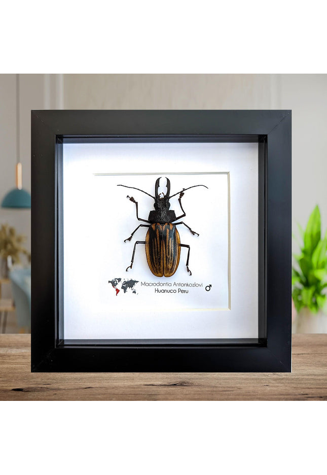 Framed macrodontia antonkozlovi beetle: ethically sourced insect wall art