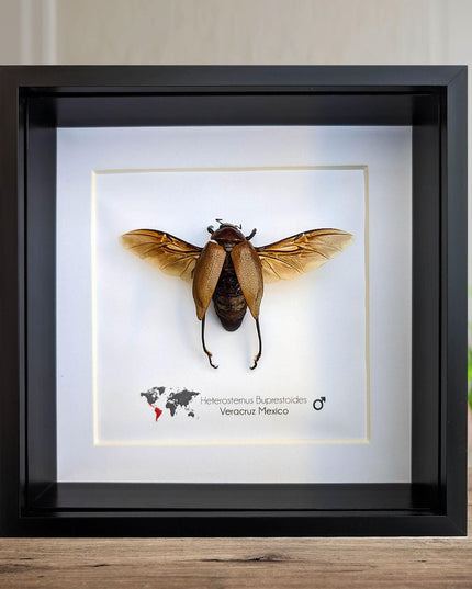 Framed Metallic Wood Boring Beetle Specimen, Ethically Sourced Insect Wall Decor