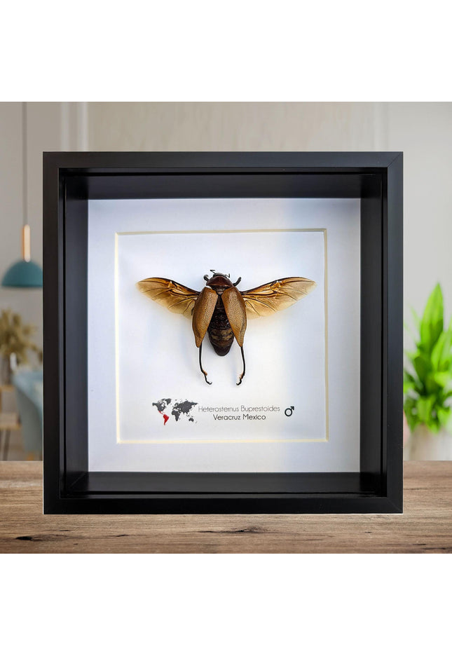Framed Metallic Wood Boring Beetle Specimen, Ethically Sourced Insect Wall Decor