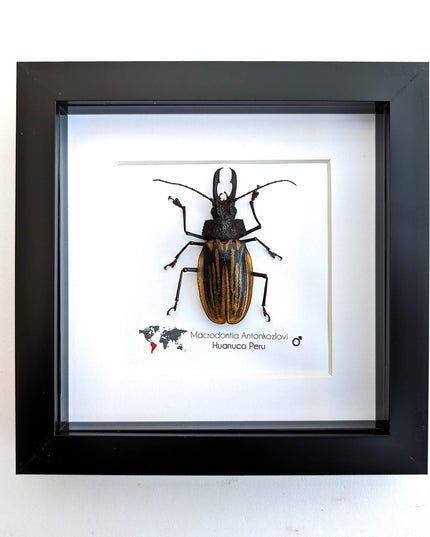 Framed macrodontia antonkozlovi beetle: ethically sourced insect wall art