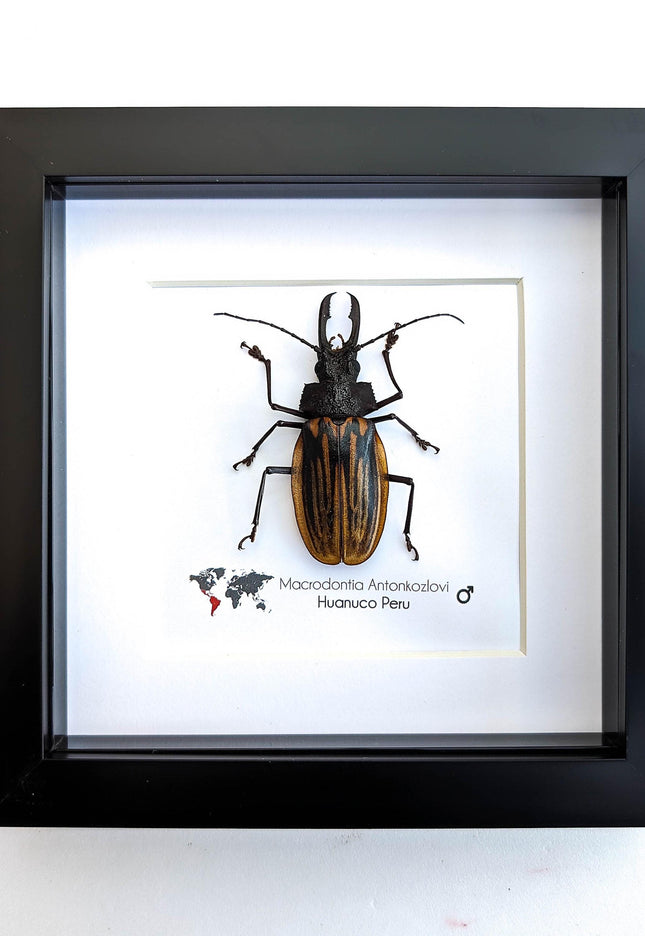Framed macrodontia antonkozlovi beetle: ethically sourced insect wall art