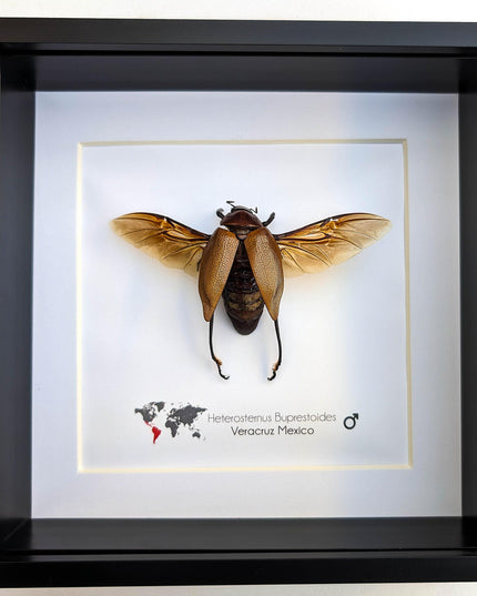 Framed Metallic Wood Boring Beetle Specimen, Ethically Sourced Insect Wall Decor