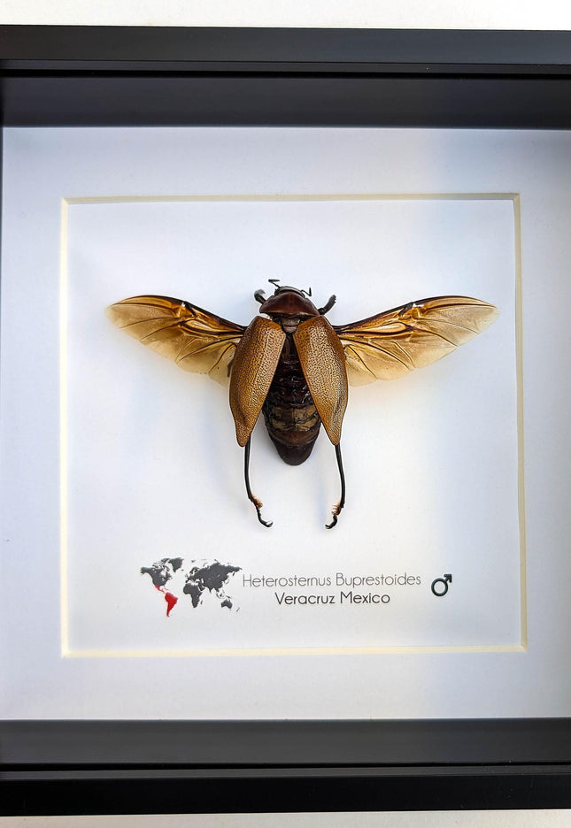 Framed Metallic Wood Boring Beetle Specimen, Ethically Sourced Insect Wall Decor