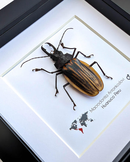 Framed macrodontia antonkozlovi beetle: ethically sourced insect wall art