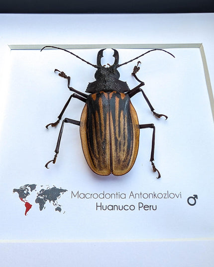Framed macrodontia antonkozlovi beetle: ethically sourced insect wall art