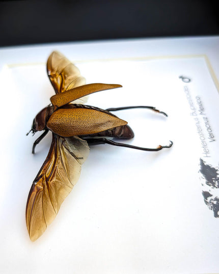 Framed Metallic Wood Boring Beetle Specimen, Ethically Sourced Insect Wall Decor