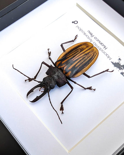 Framed macrodontia antonkozlovi beetle: ethically sourced insect wall art