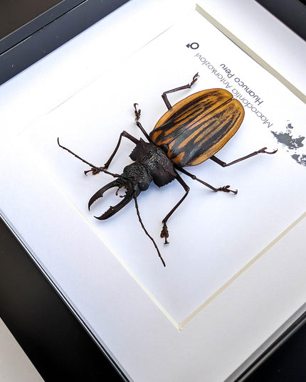 Framed macrodontia antonkozlovi beetle: ethically sourced insect wall art