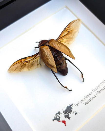 Framed Metallic Wood Boring Beetle Specimen, Ethically Sourced Insect Wall Decor