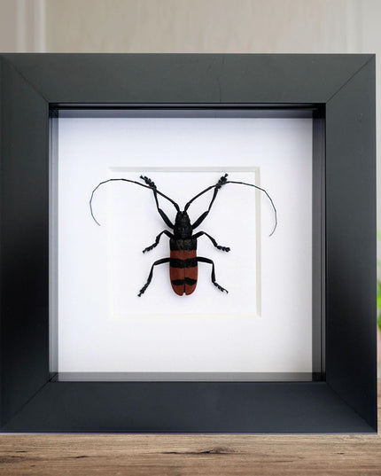 Framed longhorn beetle taxidermy: phryneta aurocincta entomology wall art