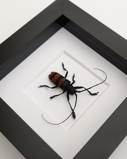 Framed longhorn beetle taxidermy: phryneta aurocincta entomology wall art