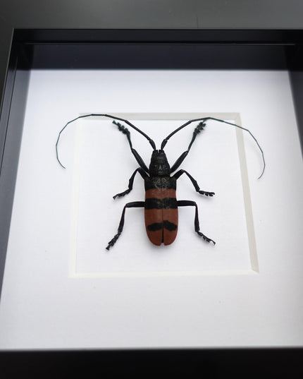 Framed longhorn beetle taxidermy: phryneta aurocincta entomology wall art