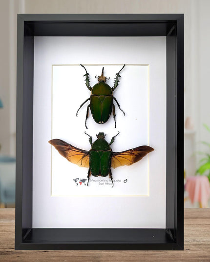 Framed giant emerald beetle pair: mecynorrhina torquata immaculicollis