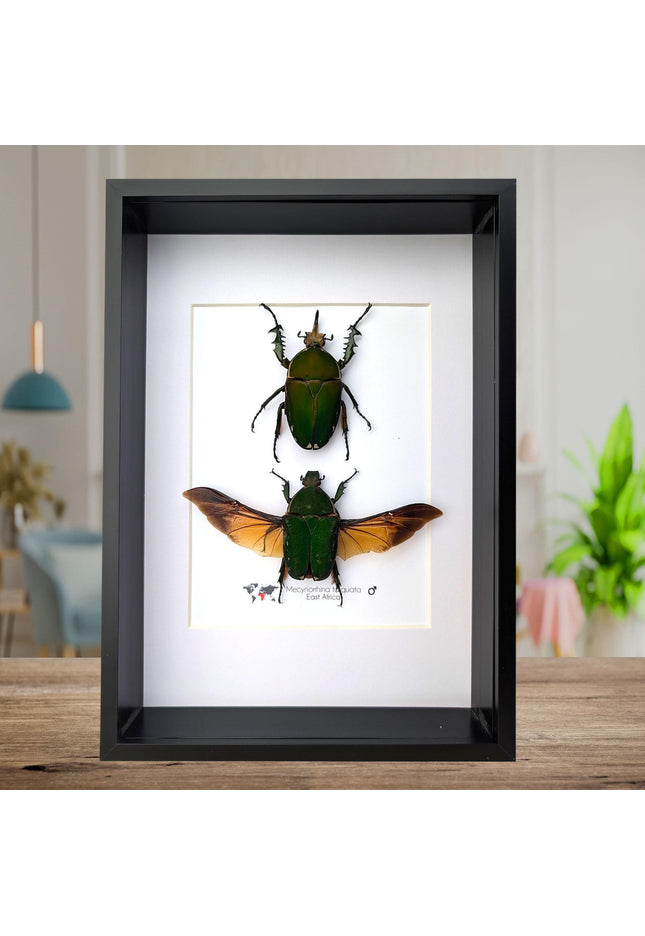 Framed giant emerald beetle pair: mecynorrhina torquata immaculicollis