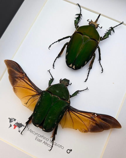 Framed giant emerald beetle pair: mecynorrhina torquata immaculicollis