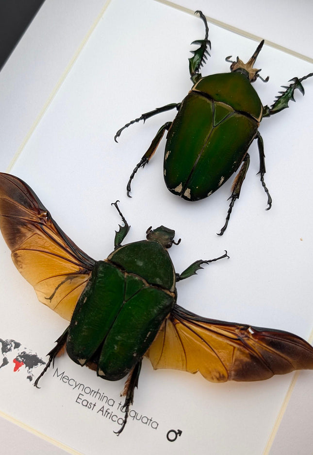 Framed giant emerald beetle pair: mecynorrhina torquata immaculicollis