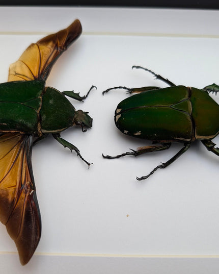 Framed giant emerald beetle pair: mecynorrhina torquata immaculicollis